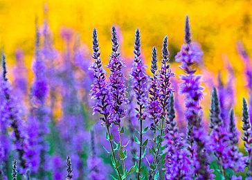 《夺宝奇兵：古老之圈》2月更新 支持DLSS 4和RTX毛发